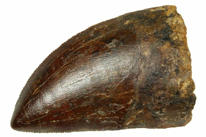 Bargain, Carcharodontosaurus Tooth - Real Dinosaur Tooth #372290